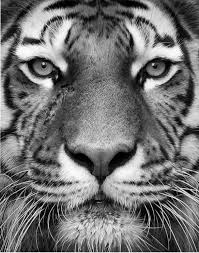 Black And White Tiger Picture Instant Download Digital Collage Vintage Maps 40 Piece Collection Tiger Photography Animals Black And White Animals