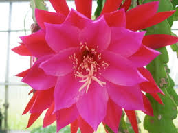 Bloom petals are much narrower than e. Epiphyllum