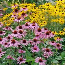 Le margherite necessitano di esser innaffiate in maniera regolare. Margherite Estive Rosa E Gialle Perenni Vivaio Online Un Quadrato Di Giardino Margherite Gialle Margherite Fiori