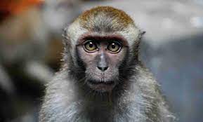 E' la prima volta nella storia, come si diceva, che si segnala un caso mortale in cina di bv. Zqirch53s6tbam