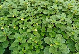 Image result for Pedalium