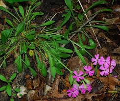 Image result for Silene kiwuensis