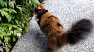 Calico cats are among the por types of domestic cats that are much loved for their tricolor fur unlike siamese or persian calico is not a cat breed one is not amused. Long Haired Calico Cat Taking A Walk In The Garden Youtube