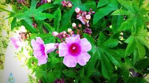 Image result for Ipomoea mauritiana