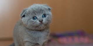 Saying cat in austronesian languages. 10 German Phrases You Must Know When You Study In Germany Study Eu