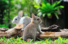 O ur mobile petting zoo lets you entertain your kids and their friends in a fun and unique way. Make Your Event Great With A Mobile Petting Zoo In Los Angeles C S W D