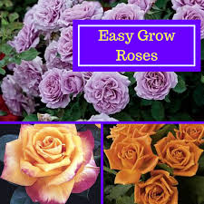 They do best with at least four hours' sunshine a day. Easy Grow Roses Signals Az