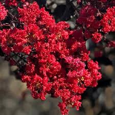 Maybe you would like to learn more about one of these? Crape Myrtle Black Diamond Red Hot Baucom S Nursery