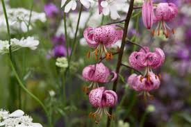 Image result for Vahliaceae