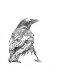 Black And White Raven Art White Raven Drawing Crow By Kazumi Whitemoon Crows Drawing Drawings Bird Drawings