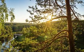 Sa superficie est de 32 967 km2, contre 6 340,5 pour la seule municipalité de shanghai. Decouvrez Les 5 Plus Grandes Forets Du Monde