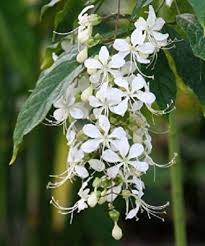 Image result for Clerodendrum toxicarium