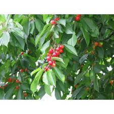 America's largest online plant nursery. Pin On Garden Everything