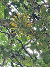 Image result for Agelanthus crassifolius