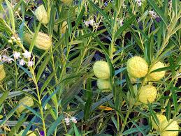 Image result for Gomphocarpus glaucophyllus