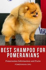 Using a shampoo for hair growth can help you achieve longer hair. Best Shampoo For Pomeranians