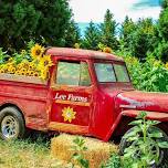 General Admission Sunflower Festival 2026