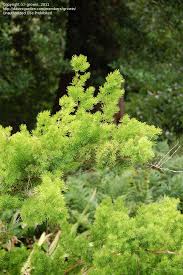 Image result for Asparagus macowanii