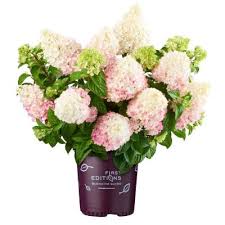 Free shipping on all orders over $199. Hydrangea Bushes Outdoor Plants The Home Depot
