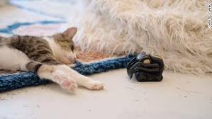 Watch These Cats Play With Tiny Robots For Science Cnn Video