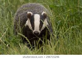 Badger At Dusk Meles Meles Stock Photos Photo Editing Royalty Free Stock Photos
