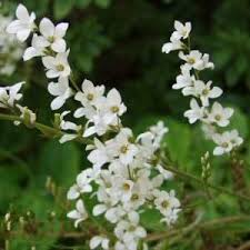 Image result for Grona ramosissima