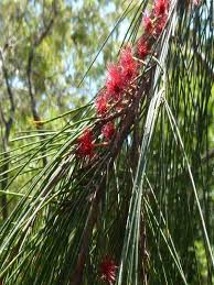 Image result for Casuarina littoralis
