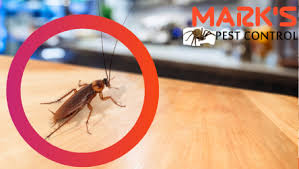 Pests can be such, well, pests because they are very good at finding food and shelter in places we don't want them to be. Pest Control Alice Springs Best Exterminator Professional Pest Removal