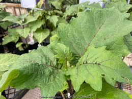 Image result for Solanum aethiopicum