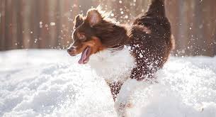 Weekly lawn mowing and garden care with spring and fall cleanups included. How To Clean Dog Poop From My Yard During The Winter Doodycalls