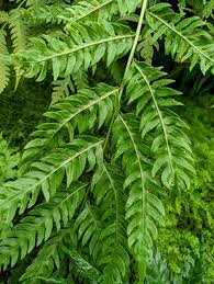 Image result for Pityrogramma