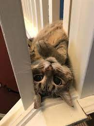 Click Here More Cat Funny Cat Cat Videos Cute Cat Cat Compilation Cats Funny Cat Videos Cat Fails Cat Video Cat An Cute Cat Gif Cat Talk Scottish Fold Kittens