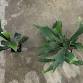 Staghorn Fern Mounting Workshop
