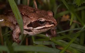 Resultado de imagen para anuros