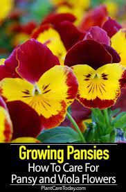 Growing Pansies How To Care For Pansy And Viola Flowers Easy To Grow Flowers Viola Flower Pansies Flowers