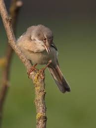 Im Versteck Vogel Fotos Foto Bilder Heimische Vogel