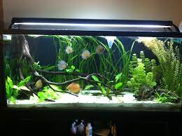 Low Tech Planted Discus Tank The Planted Tank Forum Amazing Aquariums Discus Tank Aquarium Fish Tank