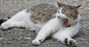 I sintomi variano in base alla malattia che compare e alla. Gatti Torturati E Massacrati In Appartamento A Roma Scoperta La Casa Degli Orrori Il Tempo