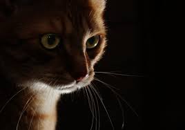 Low Key Lighting How To Shoot Fabulous Dramatic Images