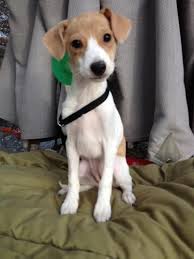 Adopt Audrey Adopted On Petfinder Italian Greyhound Dog Pet Supplies Plus Grey Hound Dog
