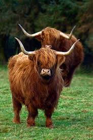 Highland cattle are said to require little in the way of shelter, feed supplements, or expensive grains to achieve and maintain good condition and fitness. Pin On Cattle