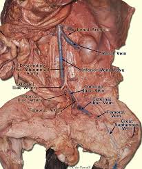 Renal system, in humans, organ system that includes the kidneys, where urine is produced, and the ureters, bladder, and urethra for the passage, storage, and voiding of urine. Bio202 Cat Vessels