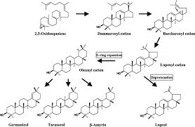 Triterpene synthases from the Okinawan mangrove tribe, Rhizophoraceae
