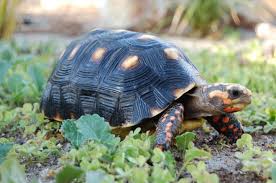 Red Footed Tortoise Facts Habitat Diet Lifespan Pictures