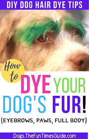 Our wide selection of hair color products ensures there is a color for everyone, men, women, young, old, cautious and/or confident. How To Dye Dog Hair Yourself At Home Using Dog Safe Hair Dye Products The First Time Dog Owner Guide