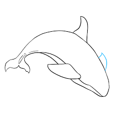 What kind of life does a killer whale have? How To Draw An Orca Really Easy Drawing Tutorial