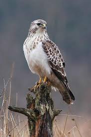 We did not find results for: Prachtig Vogel Schone Vogel Ausgestopftes Tier