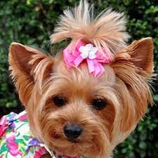 Puppy Pictures With Bows In Hair Necklaces Hair Bows Charms Fuchsia Designer Satin Dog Hair Bow Dog Hair Bows Handmade Dog Bows Dog Bows