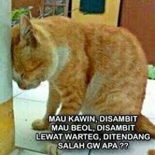 Kumpulan monyet kerjanya kawin melulu. 16 Ide Hewan Lucu Hewan Lucu Meme Kucing Lucu