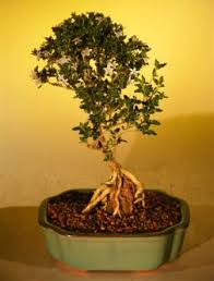 Flowering Mount Fuji Serissa Root Over Rock Style Serissa Foetida